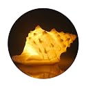 GREENIC Portable Conch Shell Beach Themed Night Light w Timer for Kids Adults Bedroom Nightstand Lamp Nautical Lighting Battery Operated, Warm White
