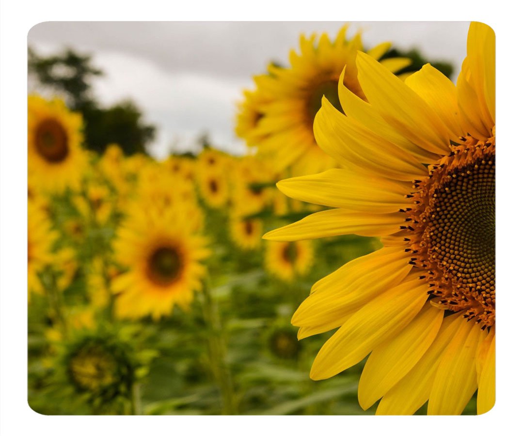 1 X Custom Yellow Mellow Sunflower Gaming Mouse Pad - Durable Office Accessory and Gift