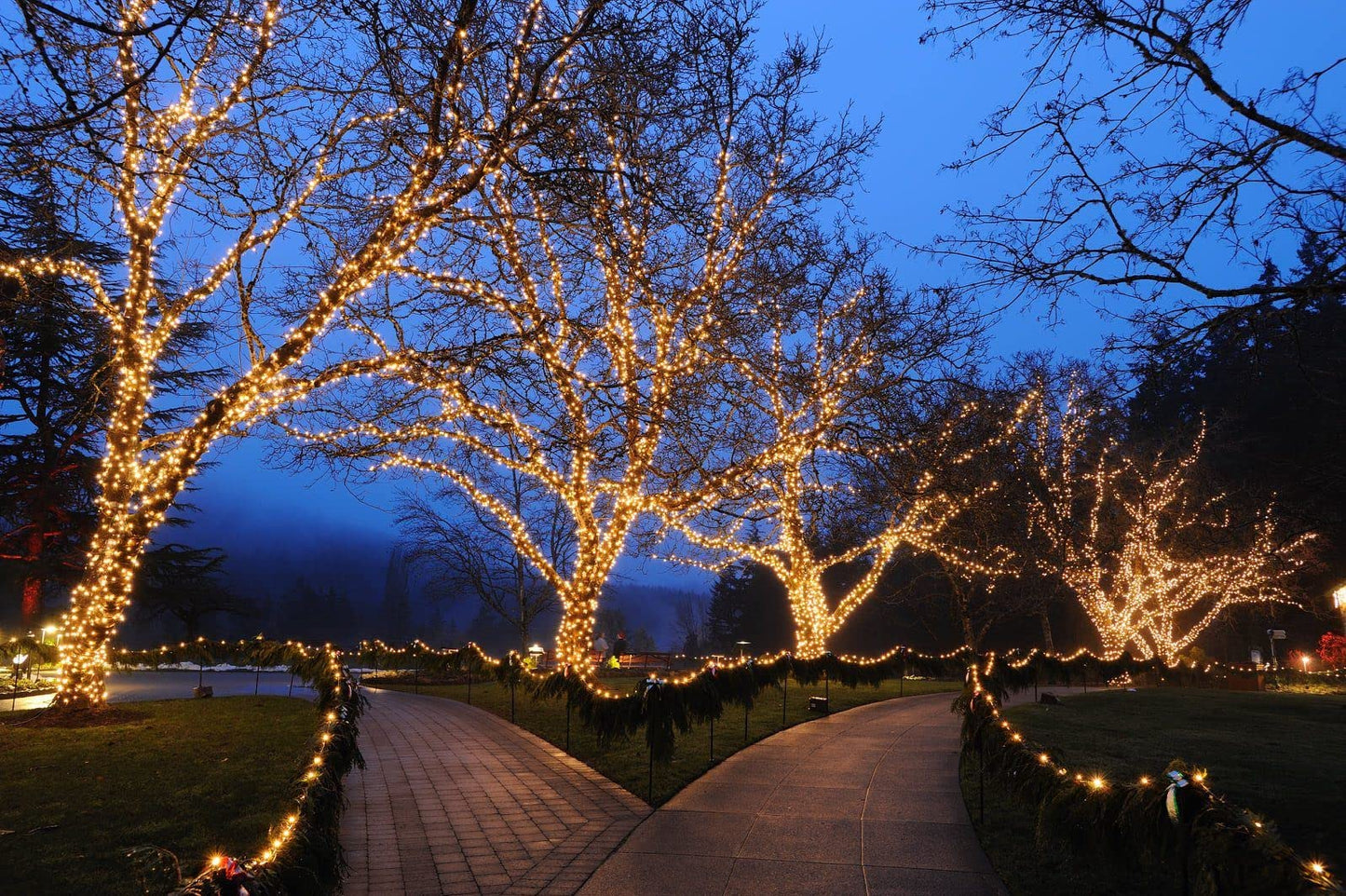 Novelty Lights 24ft 70 LED Warm White Christmas Lights Outdoor/Indoor, 4" Spacing, Green Wire String Lights for Festive Xmas Lighting, IP55, UL