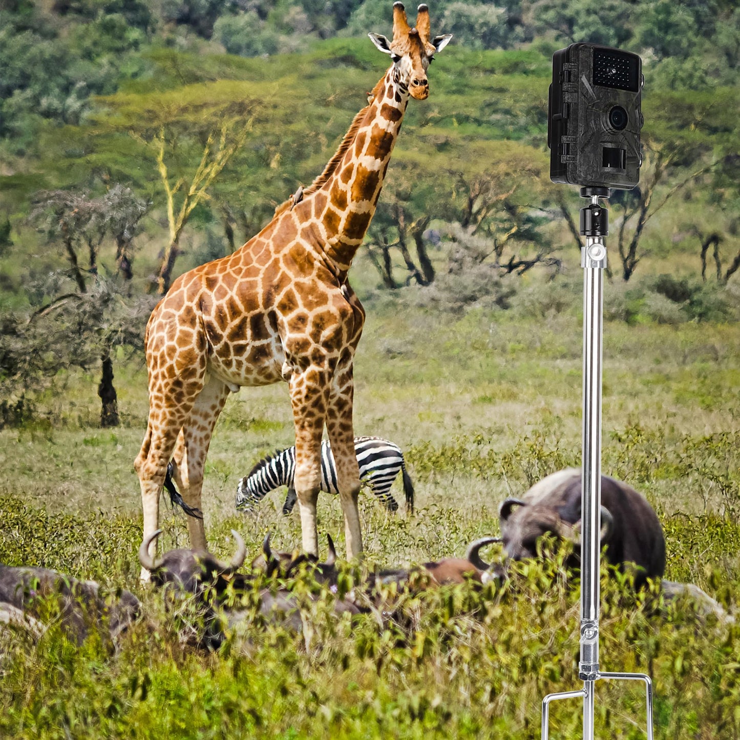 PellKing Universal Hunting & Trail Cameras Holder Stake,1/4''-20 Ground Mount for Hunting Camera,Action Camera,Solar Panels, Night Fishing Mounts