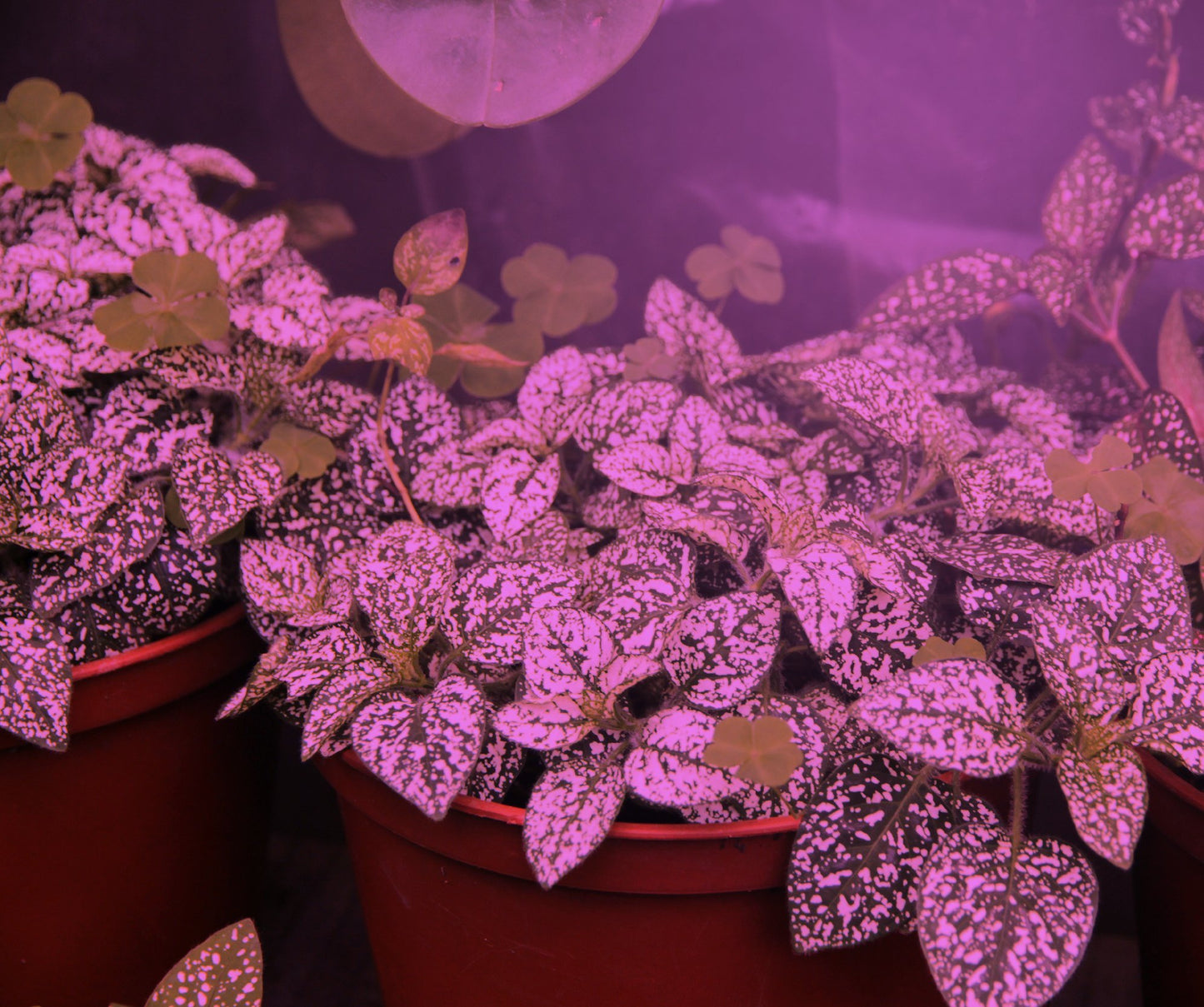 Miracle LED Absolute Daylight MAX Red & Blue LED Grow Lite - Replaces up to 150W