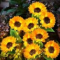 KOOPER Solar Lights Outdoor Garden Decor - Upgraded 3 Pack Solar Garden Lights with 9 Bigger Sunflower Lights, Solar Flowers Outdoor Waterproof