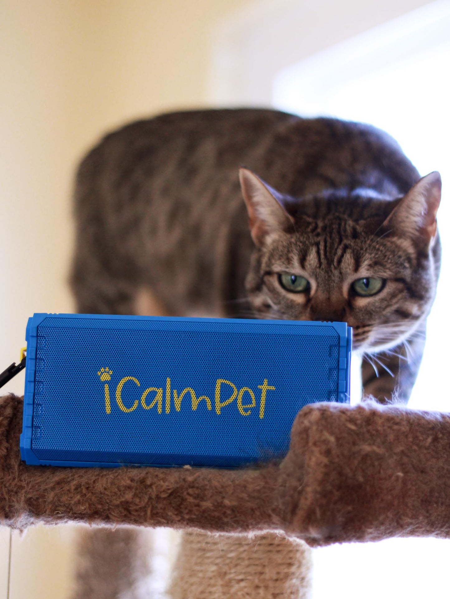Cat Lovers Deluxe | iCalmPet Ruff 'n Ready Portable Speaker with 5-hrs Cat Calming Music | 3 MicroSDs