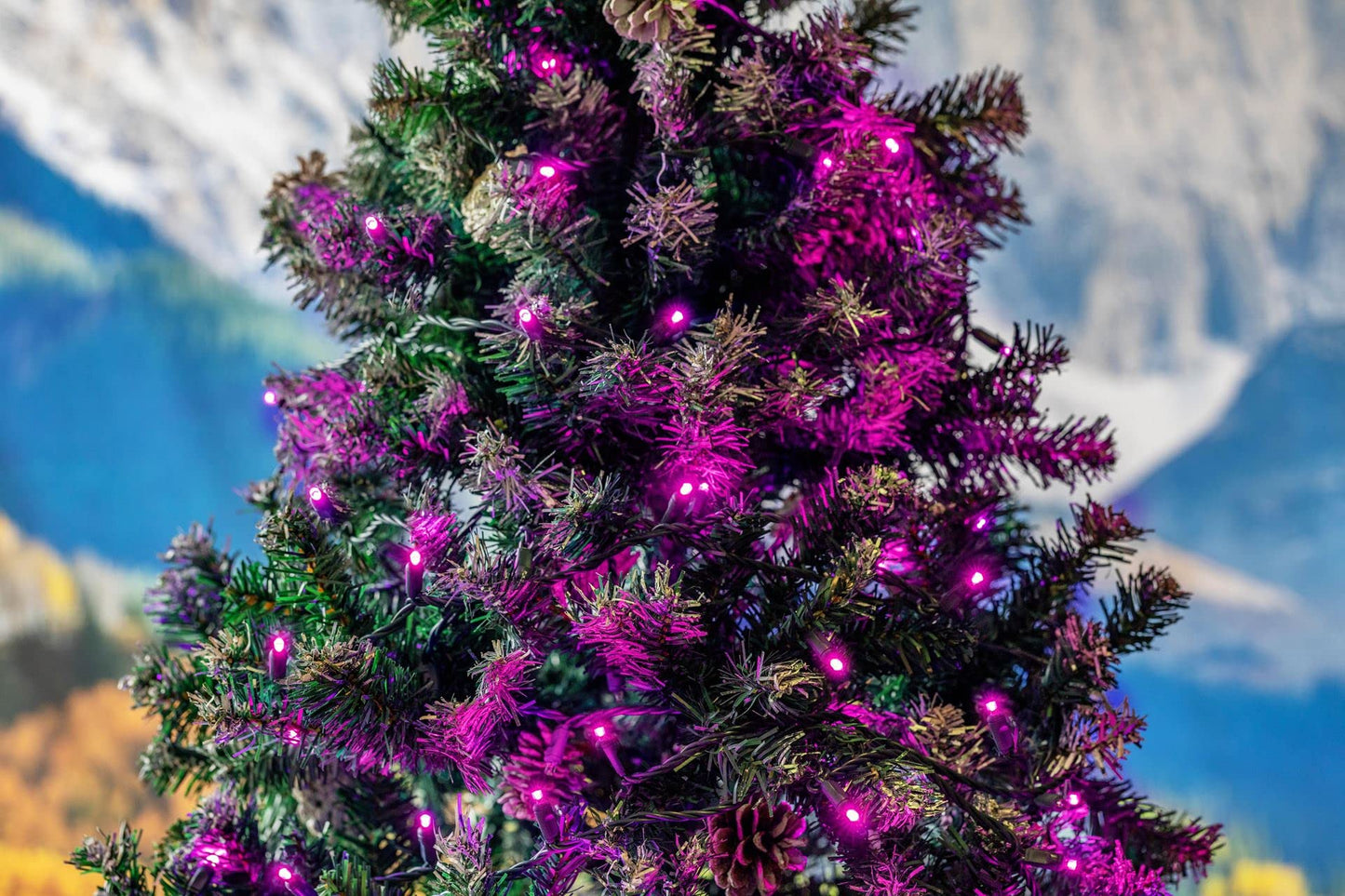 Novelty Lights 25ft Christmas String Lights, 50 Pink LED Bulbs on Black Wire, 6" Spacing, Connectable Indoor Outdoor Commercial Grade Lighting