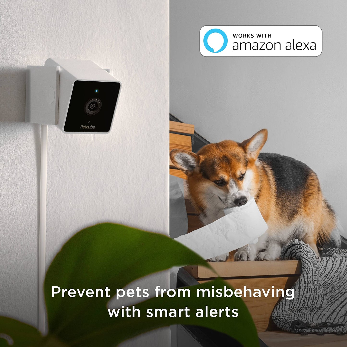 Petcube Cam Indoor Home Security Camera with 1080p HD Video, Two-Way Audio, Motion Detection, and Phone App, Night Vision Wi-Fi Camera for Apartment