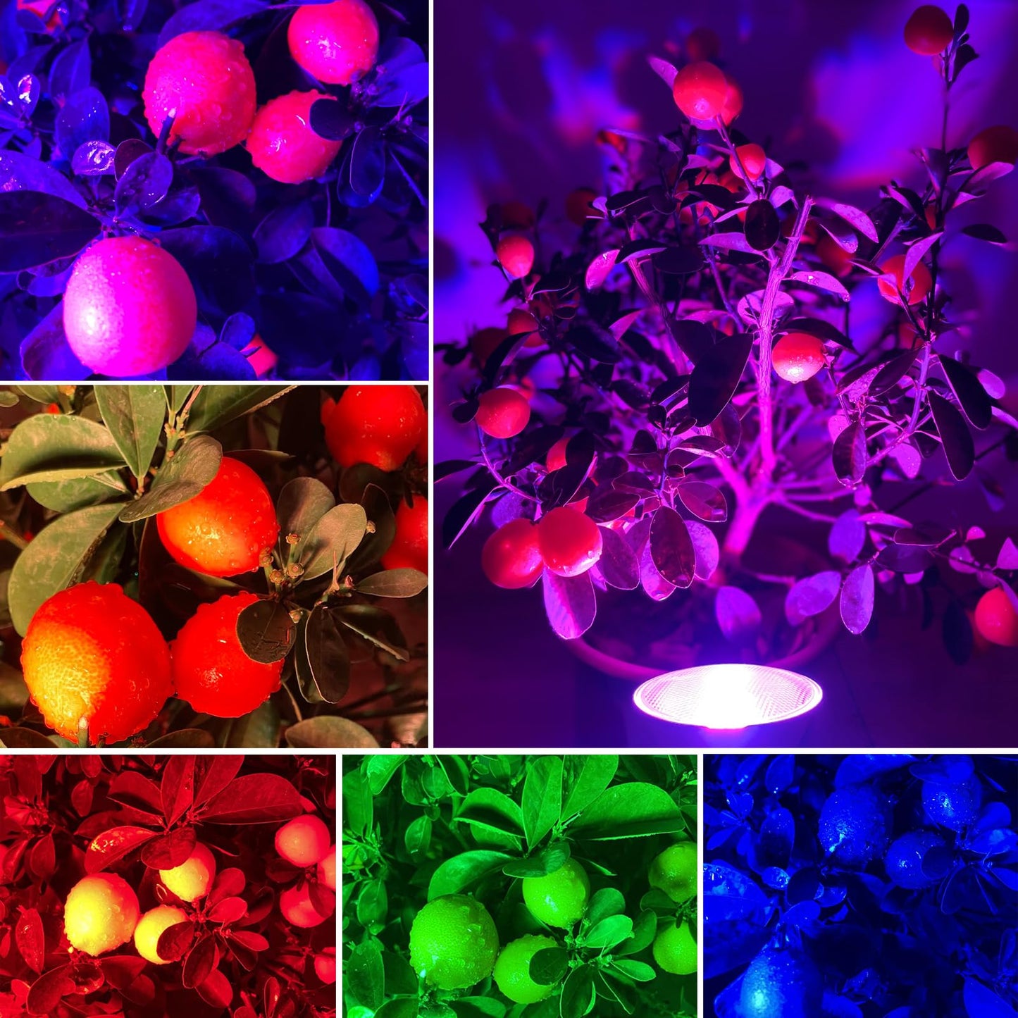 CUISANHOUSE Par38 Color Changing Flood Light Bulbs, Outdoor/Indoor Dimmable E26 30W LED Remote Control Bulb for Valentine's Day Home Party
