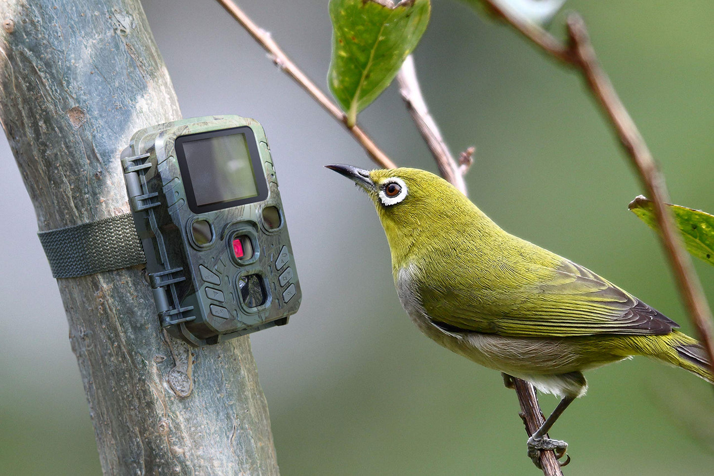 Technaxx Mini Nature Wild Cam Tx-117 Wildlife Camera 12MP Hunting Camera Motion Activated Night Vision with LCD Display IP56 Waterproof IR LEDs